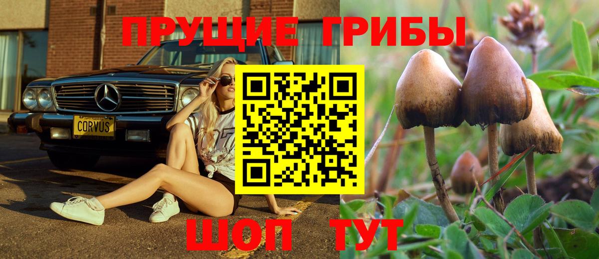 Галлюциногенные грибы Psilocybe Новомосковск